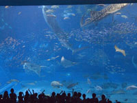 沖縄美ら海水族館